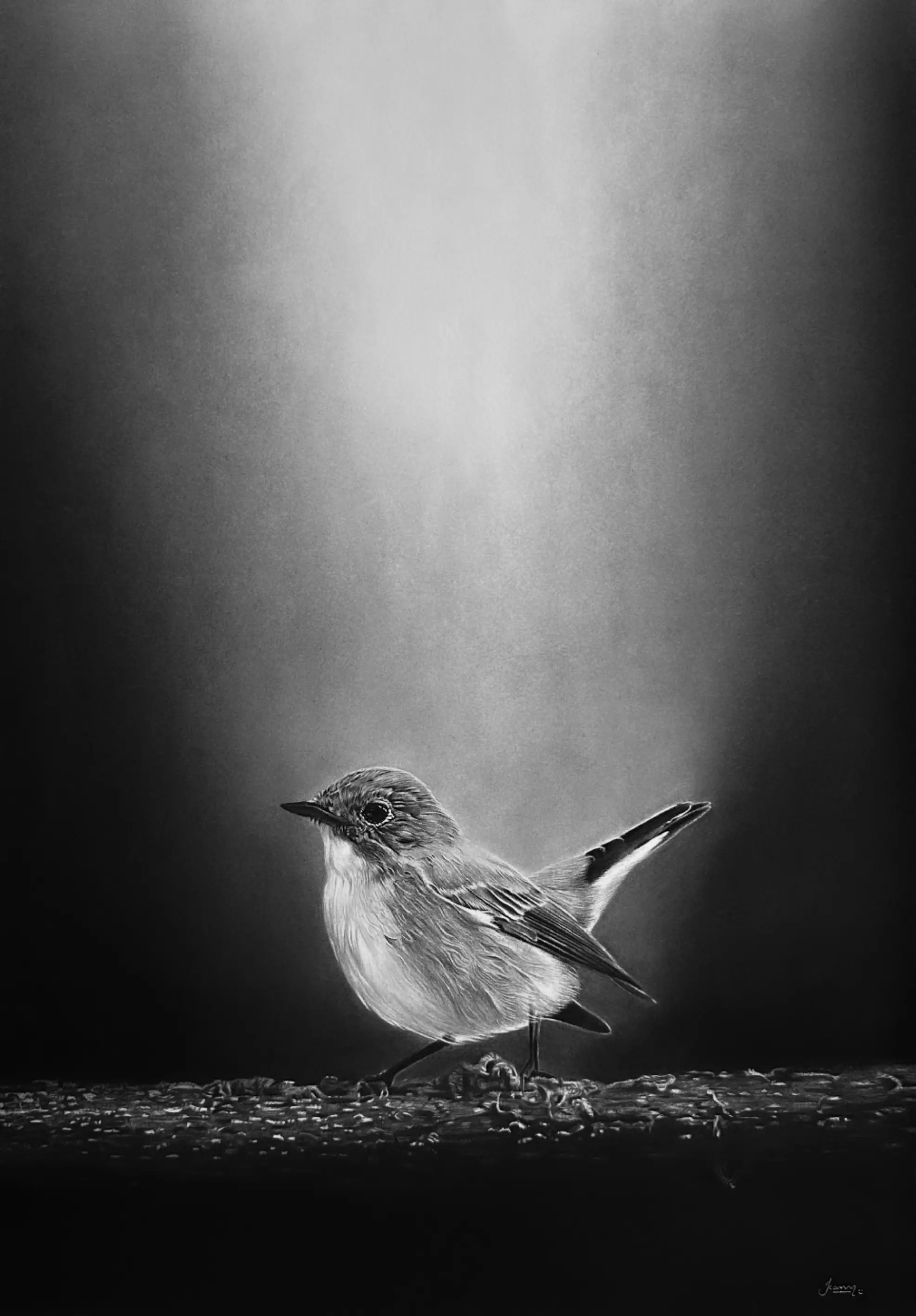 Flycatcher