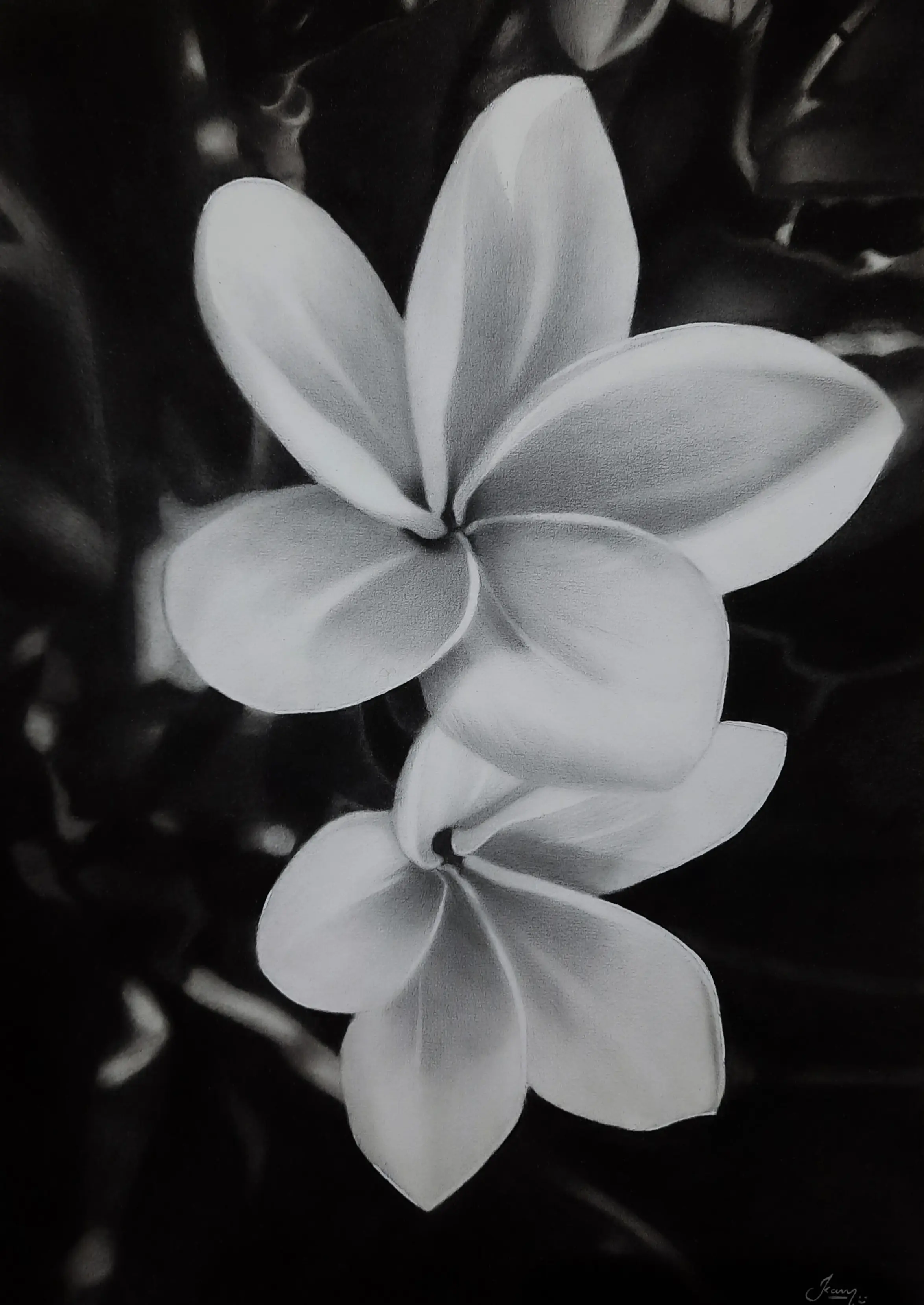 Plumeria